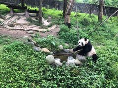 -都江堰中华大熊猫苑