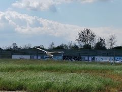 -盐城丹顶鹤湿地生态旅游区