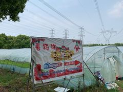 -喜杨洋草莓采摘园
