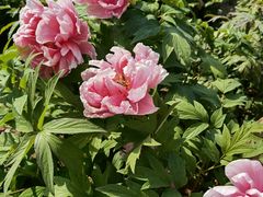 -陕西省西安植物园