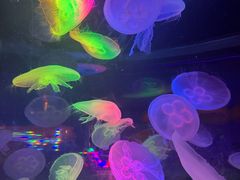 -太平洋海底世界