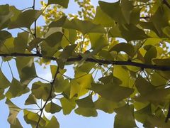 -辽宁大学(崇山校区)