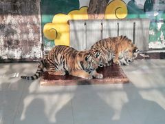 -大连森林动物园