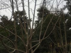-太平天国侍王府