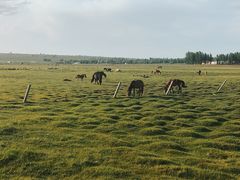 -苏泊罕大草原旅游景区