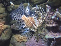 鱼-成都浩海立方海洋公园