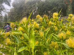 -中国科学院西双版纳热带植物园