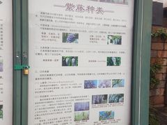 -嘉定紫藤园