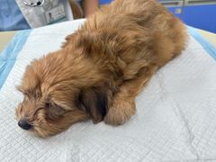 -瑞派动物医院·猫专科·至诚(江南中分院)