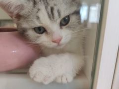 -lincat·猫舍(广州店)