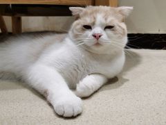 -藏猫猫咖啡主题馆(中央大道店)