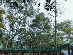 -深圳仙湖植物园