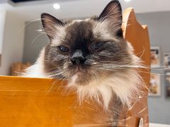 -藏猫猫咖啡主题馆(中央大道店)