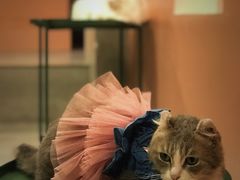-猫儿山۰猫主题餐厅