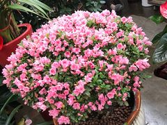 -秦美花卉(天朗·莱茵小城2期店)