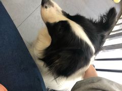 -喵汪萌宠屋旗舰店.洗澡美容.猫狗基地