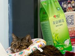 -关爱宠物医院·猫科中心·消化科(滨湖万达分院)
