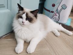 -安格丽娜·狗咖·猫咖羊驼咖(春熙路百盛商场店)