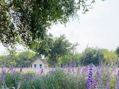 -广东花都香草世界旅游度假区