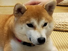 -柴迷FANS CLUB·柴犬狗咖·猫咖