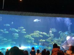 -华夏文旅海洋公园