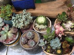 -双季花艺园艺市场(浦东店)