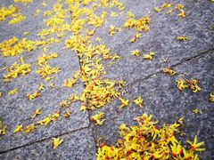 -米纸越南小馆(金鹰世界店)