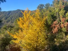 -南岳衡山风景名胜区-南岳大庙