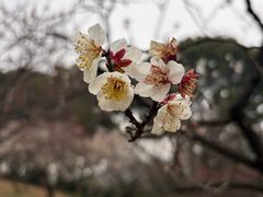 -无锡梅园公园