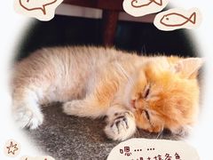 -宠爱国际动物医院·疑难骨科·心肾内科·皮肤科(太阳宫店)