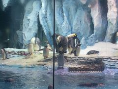 -帝企鹅自助餐厅•儿童岛•真企鹅(长隆企鹅酒店)