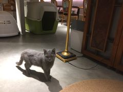 -more than meow吴止猫主题餐厅(承德 中船汇店)