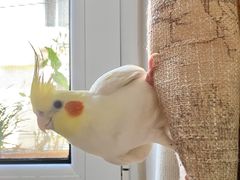 -瑞派·关忠动物医院·异宠专科·犬猫肿瘤·皮肤专科(望京店)