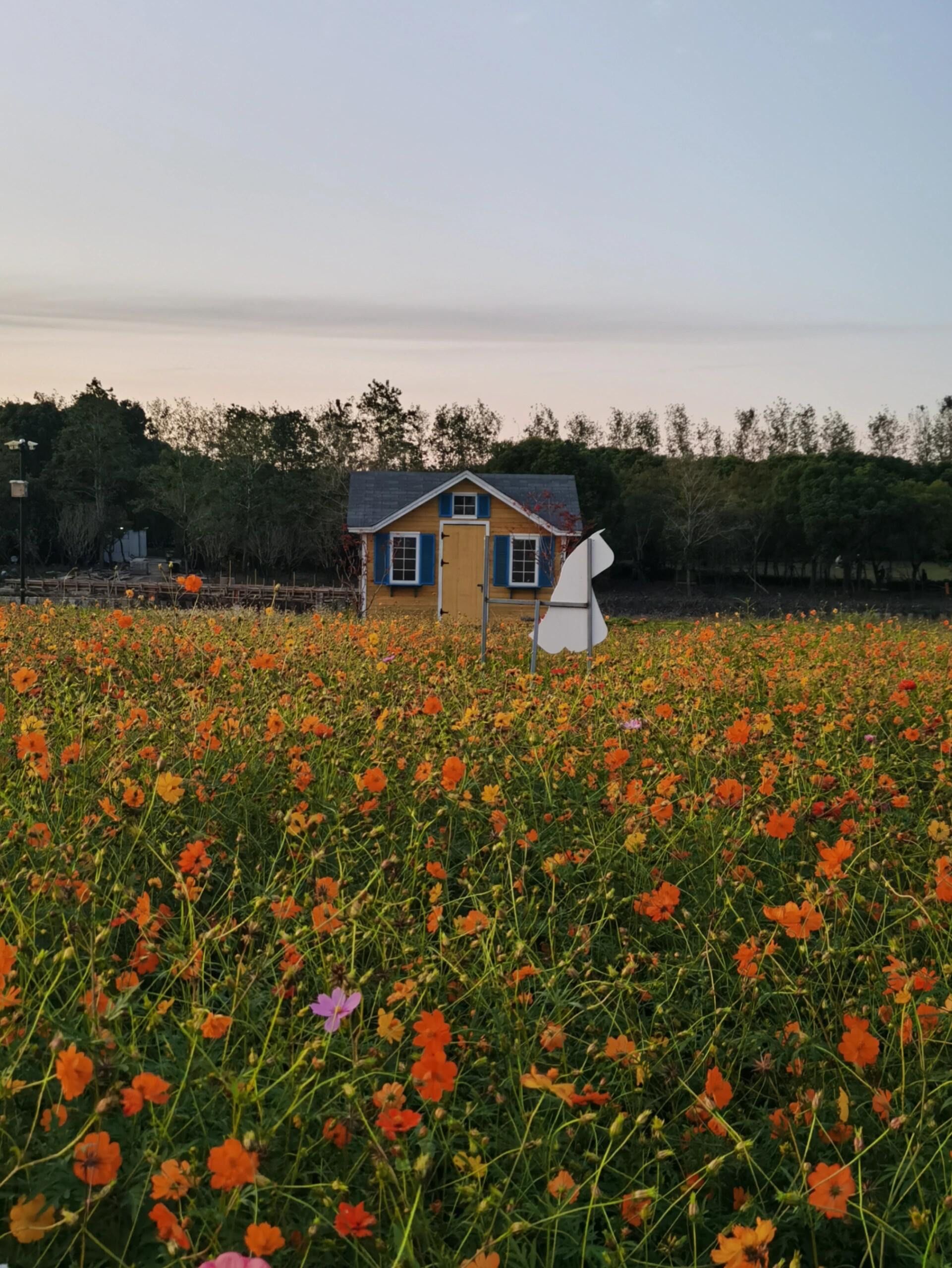 傍晚的沈杨村花海10.29实景