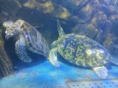 -太平洋海底世界