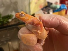 -酷以爬仙阁实体爬宠店·守宫·蜥蜴·专业繁育