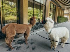 -南宁荔园维景国际酒店·荔园中餐厅