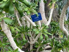 -南山植物园