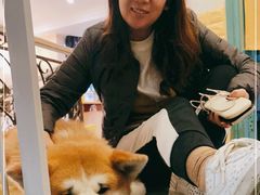 -喜柴咖啡·柴犬狗咖