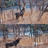 冬季大连|"林深时见鹿"在白云山真可以实现！