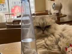 -藏猫猫咖啡主题馆(中央大道店)