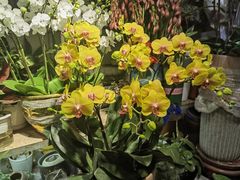 -循礼门鲜花花市(武汉循礼门店)