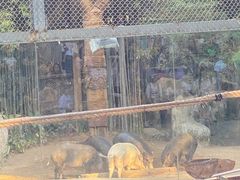 -清迈夜间动物园