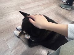 -柴迷FANS CLUB·柴犬狗咖·猫咖
