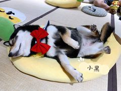 -逗柴咖啡屋·狗咖猫咖宠物桌游