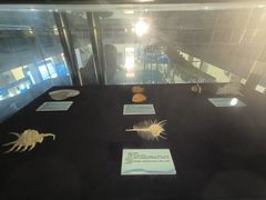 -上海海洋大学鱼文化博物馆(军工路校区)