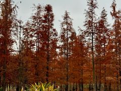 -白鹭湾湿地公园