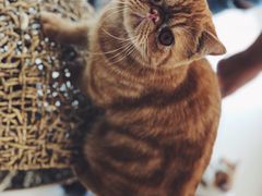 -飞行喵MR PILOT|猫舍·猫咖(静安大融城店)