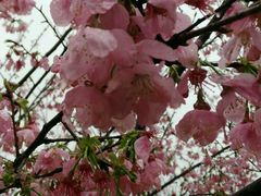 -天适樱花悠乐园