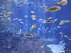 -海合安成都极地海洋公园